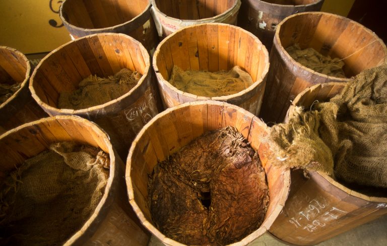 Lên men lá tại nhà máy El Laguito