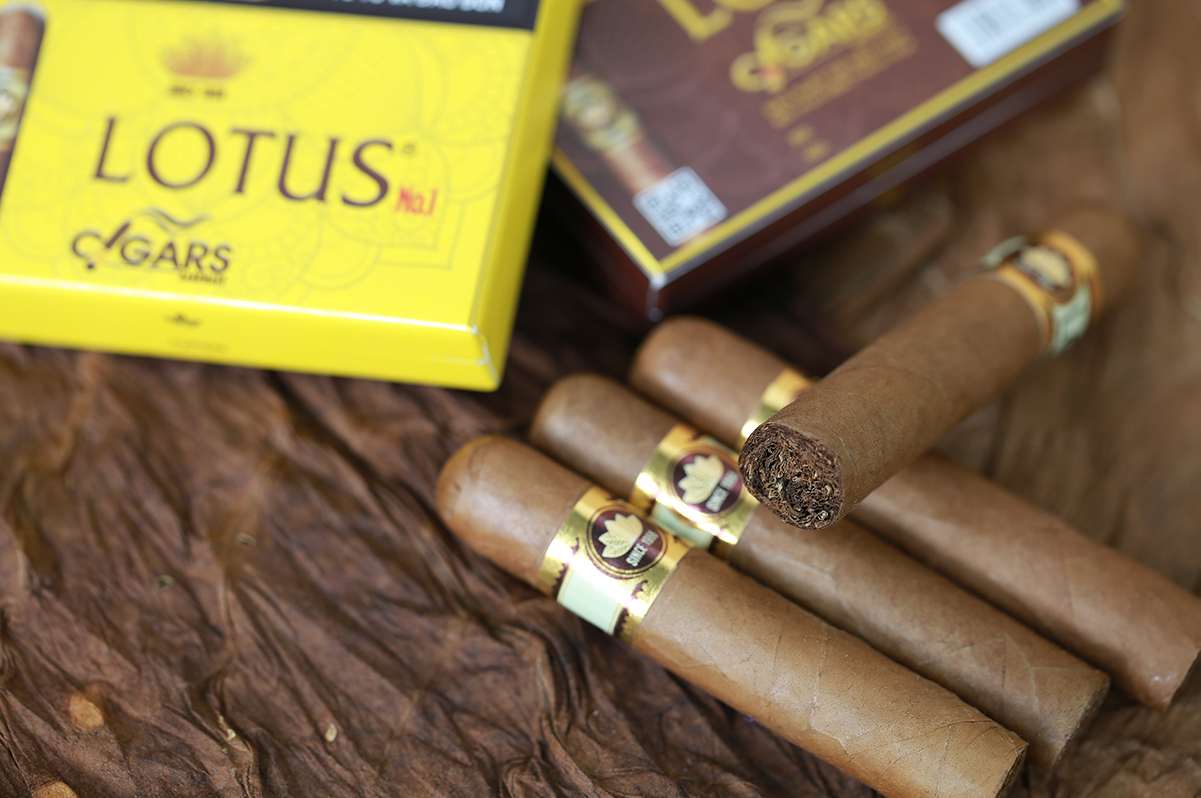 Cigar LOTUS No 1 (hộp giấy 5 điếu) - Ảnh 4